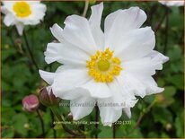 Anemone hybrida 'Snow Angel'