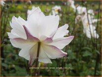 Anemone hybrida 'Snow Angel'