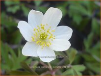 Anemone nemorosa 'Lychette'