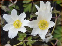 Anemone nemorosa 'Lychette'