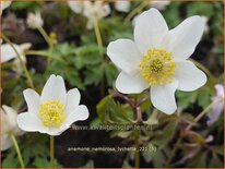 Anemone nemorosa 'Lychette'