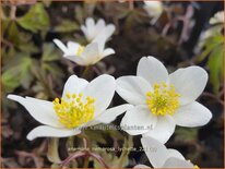 Anemone nemorosa 'Lychette'