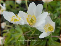 Anemone nemorosa 'Lychette'