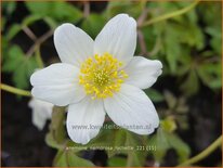 Anemone nemorosa 'Lychette'