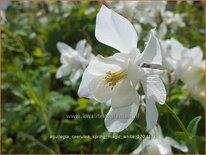 Aquilegia caerulea &#39;Spring Magic White&#39;