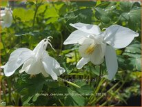 Aquilegia caerulea &#39;Spring Magic White&#39;