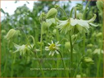 Aquilegia vulgaris &#39;Greenapples&#39;