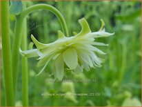 Aquilegia vulgaris &#39;Greenapples&#39;