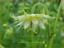 Aquilegia vulgaris &#39;Greenapples&#39;