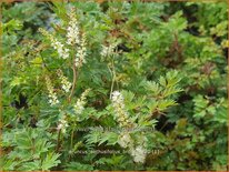 Aruncus aethusifolius 'Bronze'