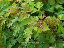 Aruncus aethusifolius 'Bronze'