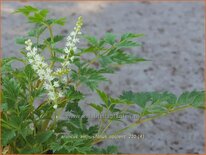 Aruncus aethusifolius 'Opulenz'