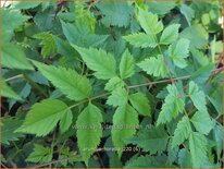 Aruncus &#39;Horatio&#39;