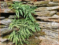 Asplenium trichomanes