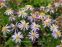 Aster ageratoides &#39;Adustus Nanus&#39;