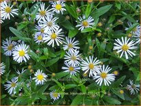 Aster ageratoides 'Blaukuppel'