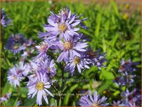 Aster cordifolius &#39;Blue Heaven&#39;