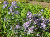 Aster cordifolius &#39;Blue Heaven&#39;