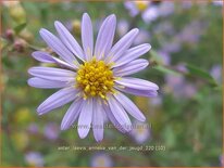 Aster laevis &#39;Anneke van der Jeugd&#39;