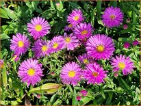 Aster novi-belgii 'Patricia Ballard'