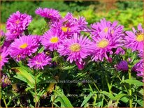 Aster novi-belgii 'Patricia Ballard'