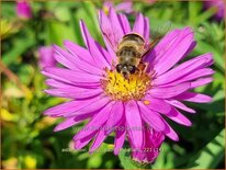 Aster novi-belgii 'Patricia Ballard'