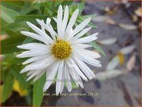 Aster novi-belgii 'Zauberspiel'