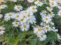 Aster novi-belgii 'Zauberspiel'