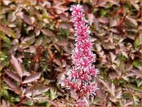 Astilbe &#39;Key West&#39;