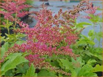 Astilbe &#39;Younique Cerise&#39;