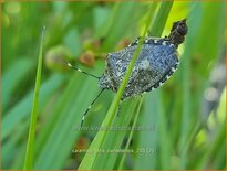 Calamagrostis canadensis