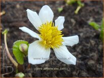 Caltha palustris 'Alba'