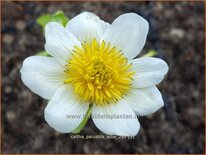 Caltha palustris 'Alba'