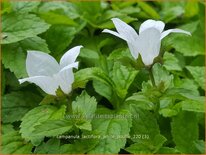 Campanula lactiflora 'White Pouffe'