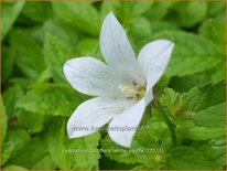 Campanula lactiflora 'White Pouffe'