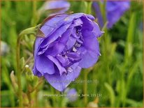 Campanula persicifolia &#39;La Belle&#39;