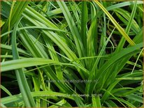 Carex caryophyllea &#39;The Beatles&#39;