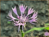 Centaurea montana 'Carnea'