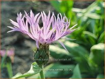 Centaurea montana 'Carnea'