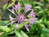 Centaurea montana 'Carnea'