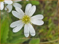 Cerastium tomentosum