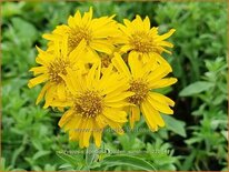 Chrysopsis speciosa 'Golden Sunshine'