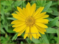 Chrysopsis speciosa 'Golden Sunshine'