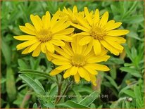 Chrysopsis speciosa 'Golden Sunshine'