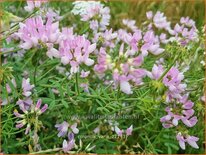 Coronilla varia