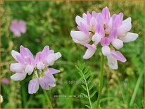 Coronilla varia