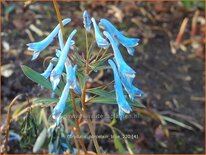 Corydalis &#39;Porcelain Blue&#39;