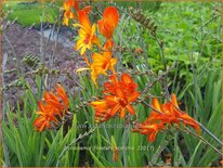 Crocosmia 'Firestars Scorchio'