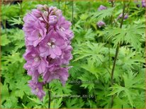 Delphinium &#39;Astolat&#39;