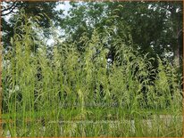 Deschampsia cespitosa 'Goldschleier'